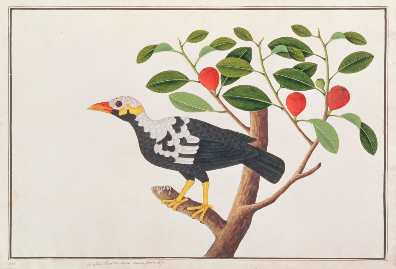 Hill Myna, från Drawings of Birds from Malacca, c.1805-18 (wc på papper) av Chinese School