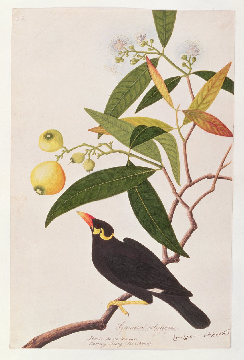 Hill Myna, från Drawings of Birds from Malacca, c.1805-18 (wc på papper) av Chinese School
