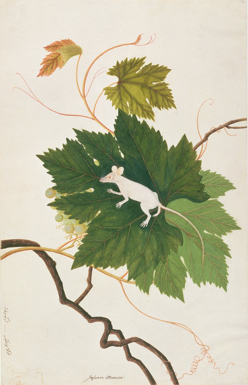 Husmus, från teckningar av djur, insekter och reptiler från Malacka, c.1805-18 (wc & gouache på papper) av Chinese School