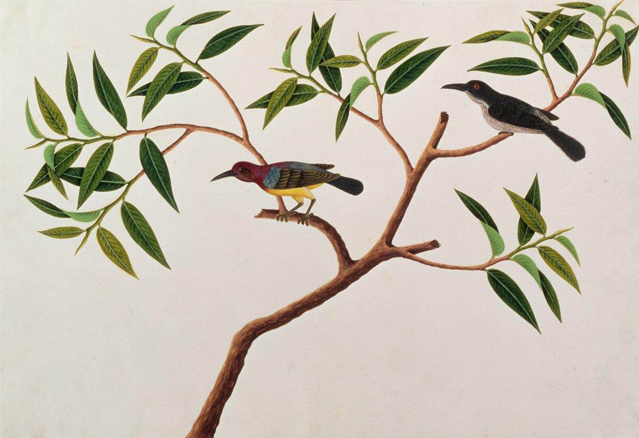 Humming Bird, Boorong cherichap, från Drawings of Birds from Malacca, c.1805-18 (wc på papper) av Chinese School
