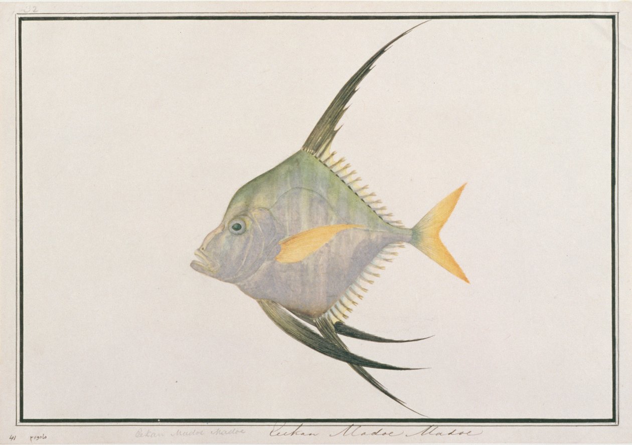 Indisk trådfisk, från teckningar av fiskar från Malacka, ca 1805-18 (wc på papper) av Chinese School