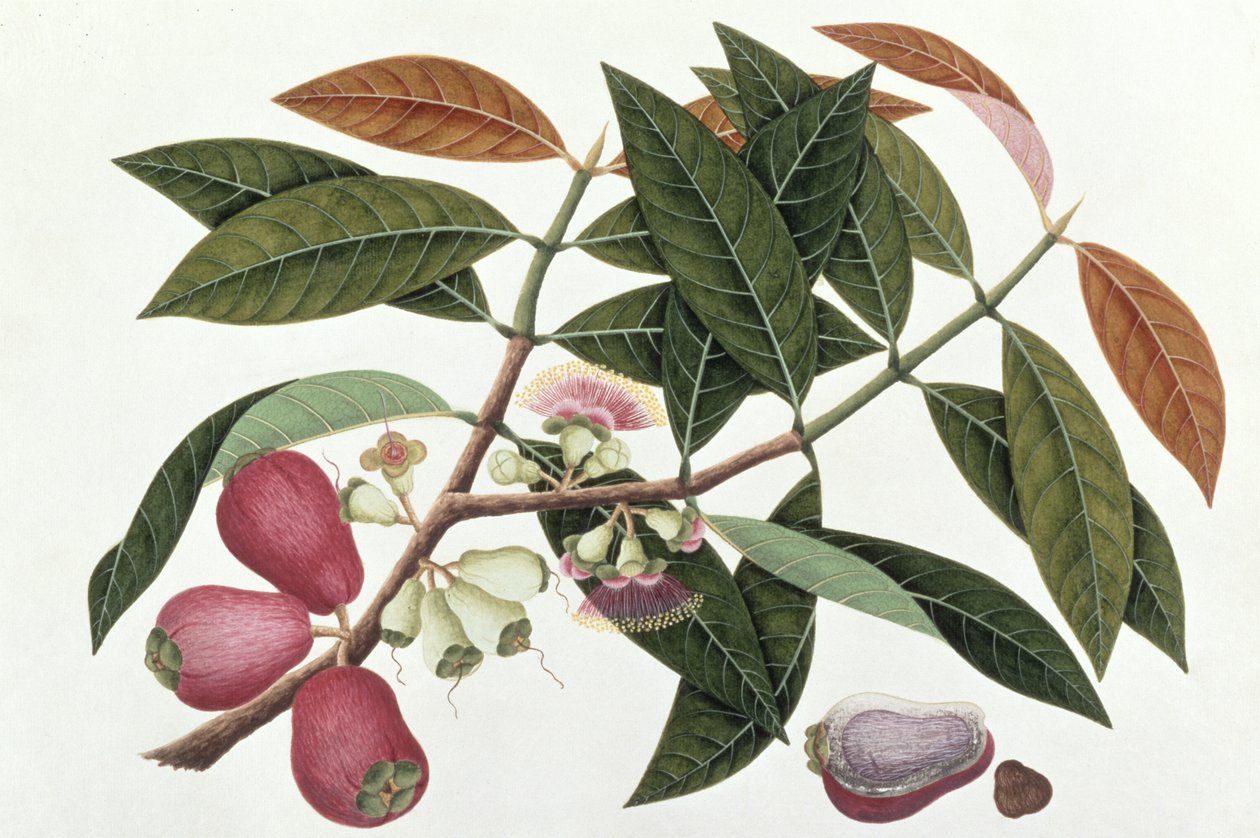 Jamboo Telore mera eller Eugenia Malacceusis, från Drawings of Plants from Malacca, c.1805-18 (wc på papper) av Chinese School