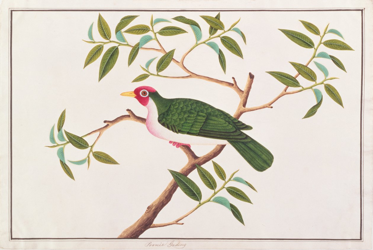 Jambu Fruit-duva, från Drawings of Birds from Malacca, c.1805-18 (wc på papper) av Chinese School