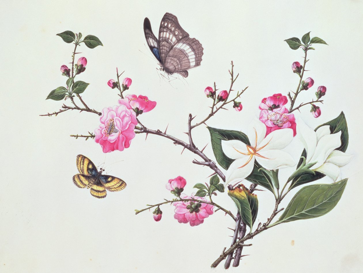 Japonica, Magnolia och fjärilar av Chinese School