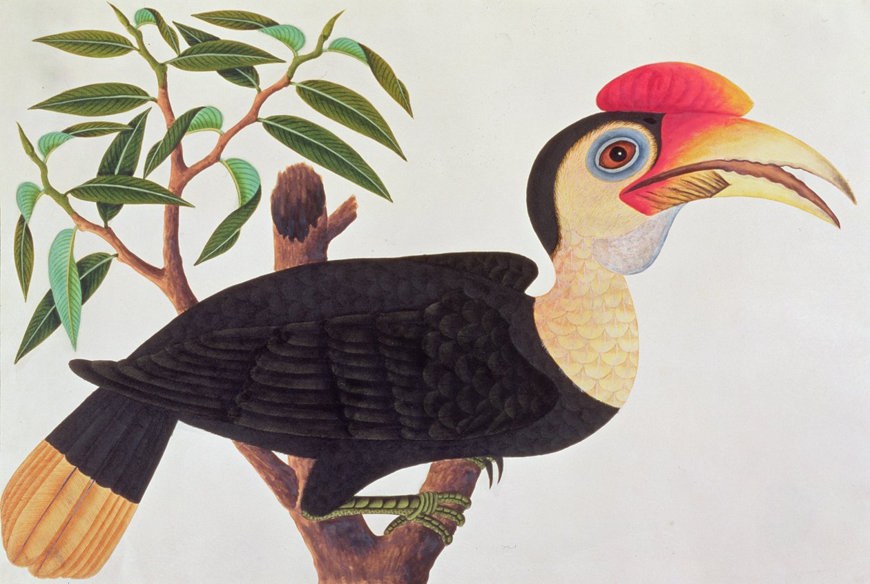 Ke-ke, från Drawings of Birds from Malacca, c.1805-18 (wc på papper) av Chinese School