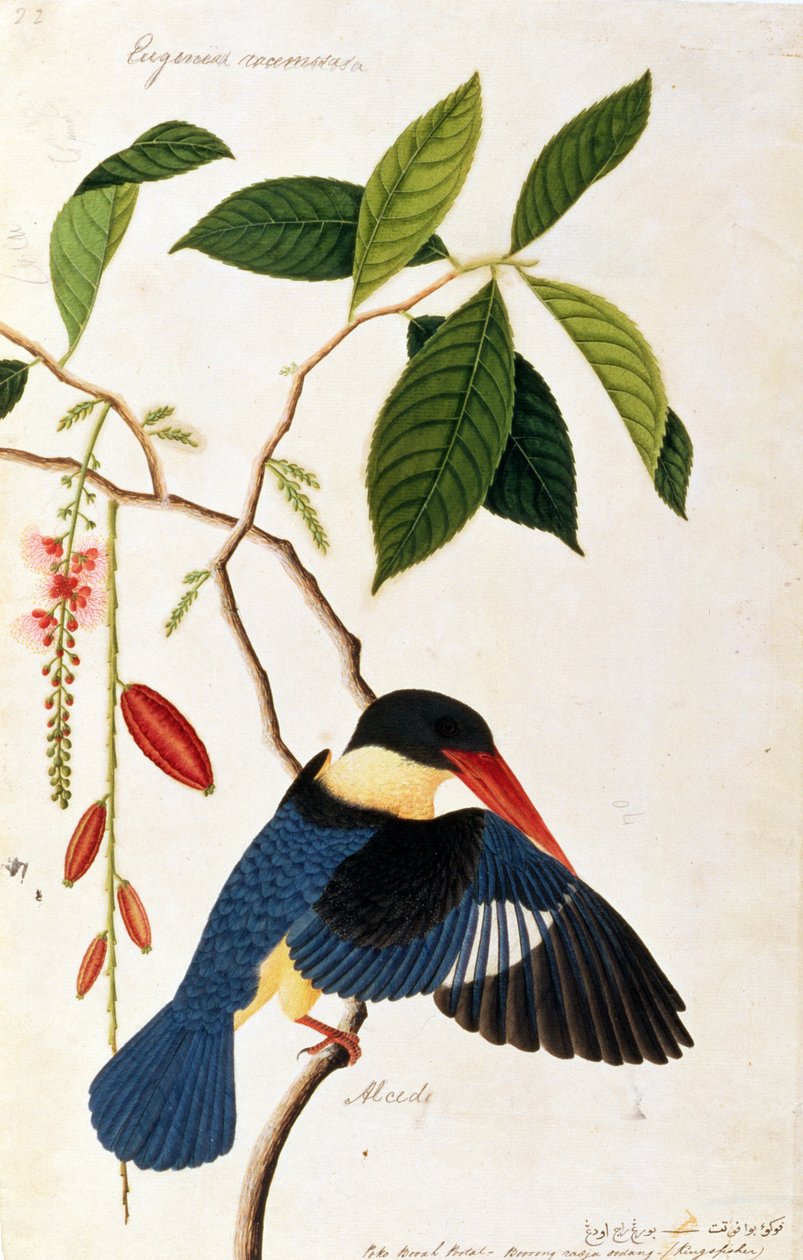 Kingfisher eller Alced, Poko Booyah Portal, Boorong radja oozing, från Drawings of Birds from Malacca, c.1805-18 (wc på papper) av Chinese School