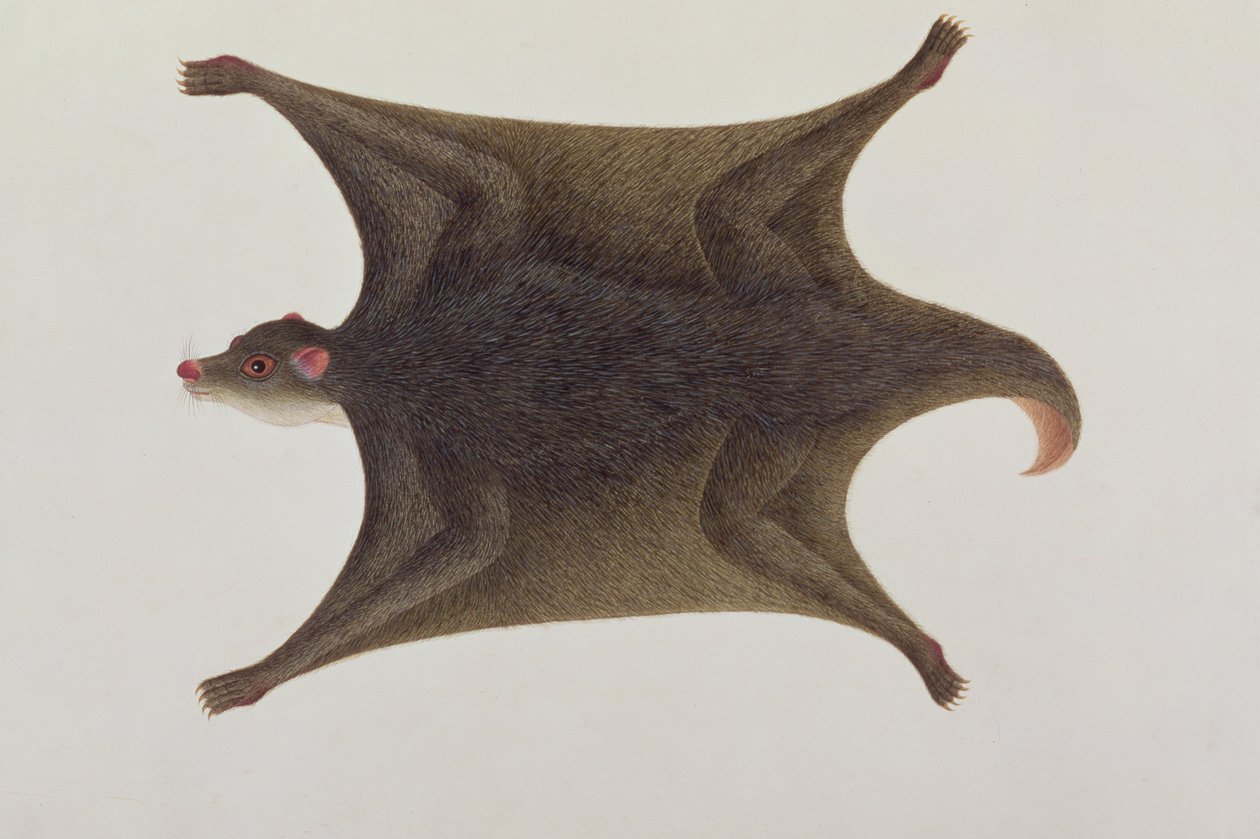 Koolong (Malay) Lemur, Macanee, från Drawings of Animals, Insects and Reptiles of Malacca, c.1805-18 (wc och gouache på papper) av Chinese School