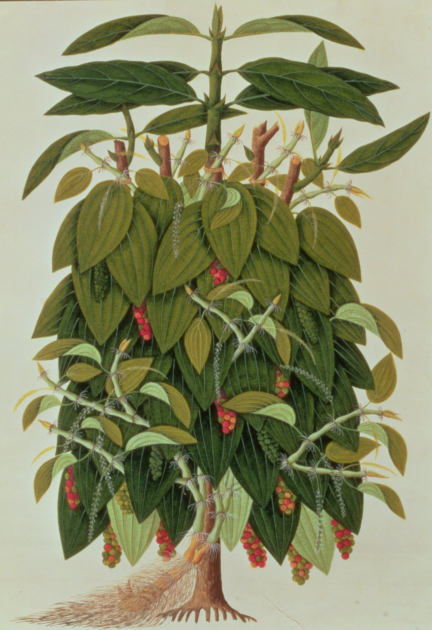 Lava Etam eller svartpeppar, från ritningar av växter från Malacka, c.1805-18 (wc på papper) av Chinese School