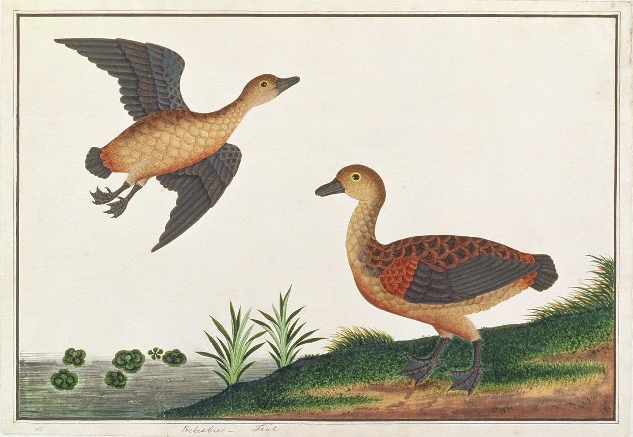 Lesser Treeduck, från Drawings of Birds from Malacca, c.1805-18 (wc på papper) av Chinese School