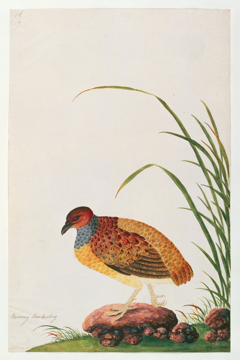 Långnäbbad rapphöna, från teckningar av fåglar från Malacka, c.1805-18 (wc på papper) av Chinese School