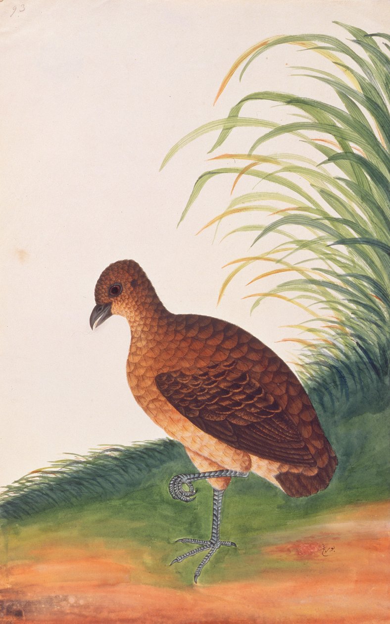 Långnäbbad rapphöna, från teckningar av fåglar från Malacka, c.1805-18 (wc på papper) av Chinese School
