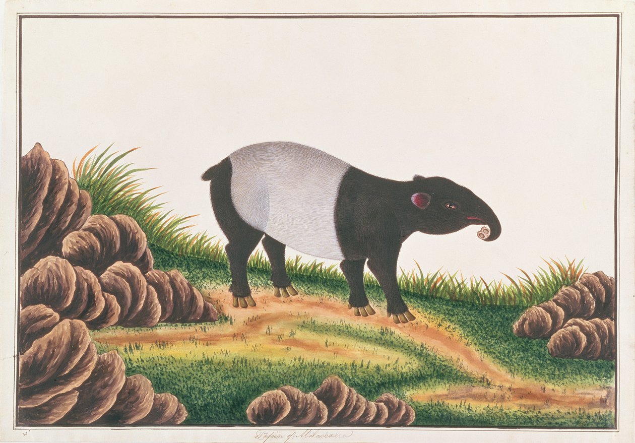 Malayan Tapir, från Drawings of Animals, Insects and Reptiles from Malacca, c.1805-18 (wc & gouache på papper) av Chinese School