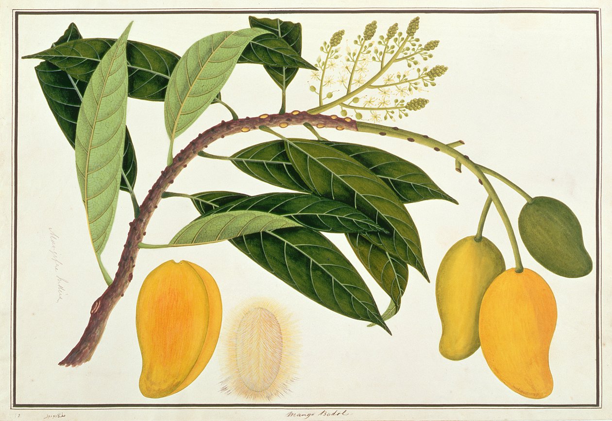 Mango Bodol, från Drawings of Plants from Malacca, c.1805-18 (wc på papper) av Chinese School