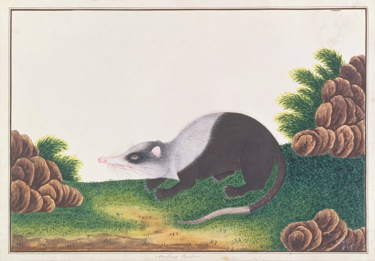 Moonrat, från Drawings of Animals, Insects and Reptiles from Malacca, c.1805-18 (wc & gouache på papper) av Chinese School