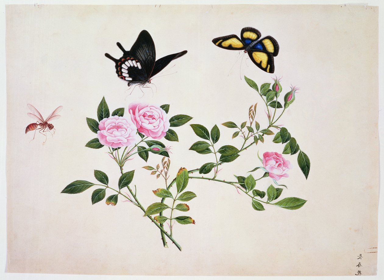 PD.273-1973 Rosor i knopp och blomning med fjärilar och insekter (gouache) av Chinese School
