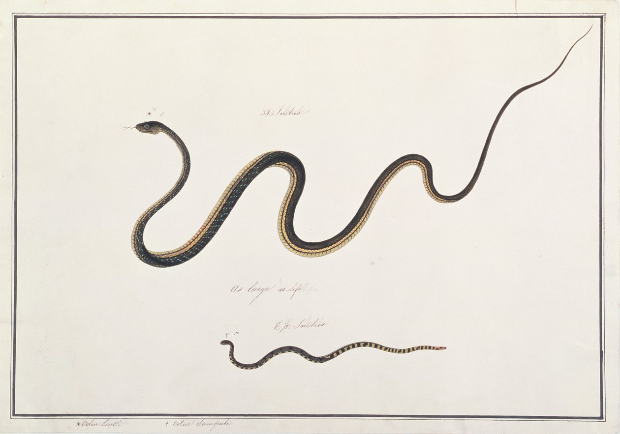 Målad bronsrygg med bandad malaysisk korallorm, från teckningar av djur, insekter och reptiler från Malacka, c.1805-18 (wc & gouache på papper) av Chinese School