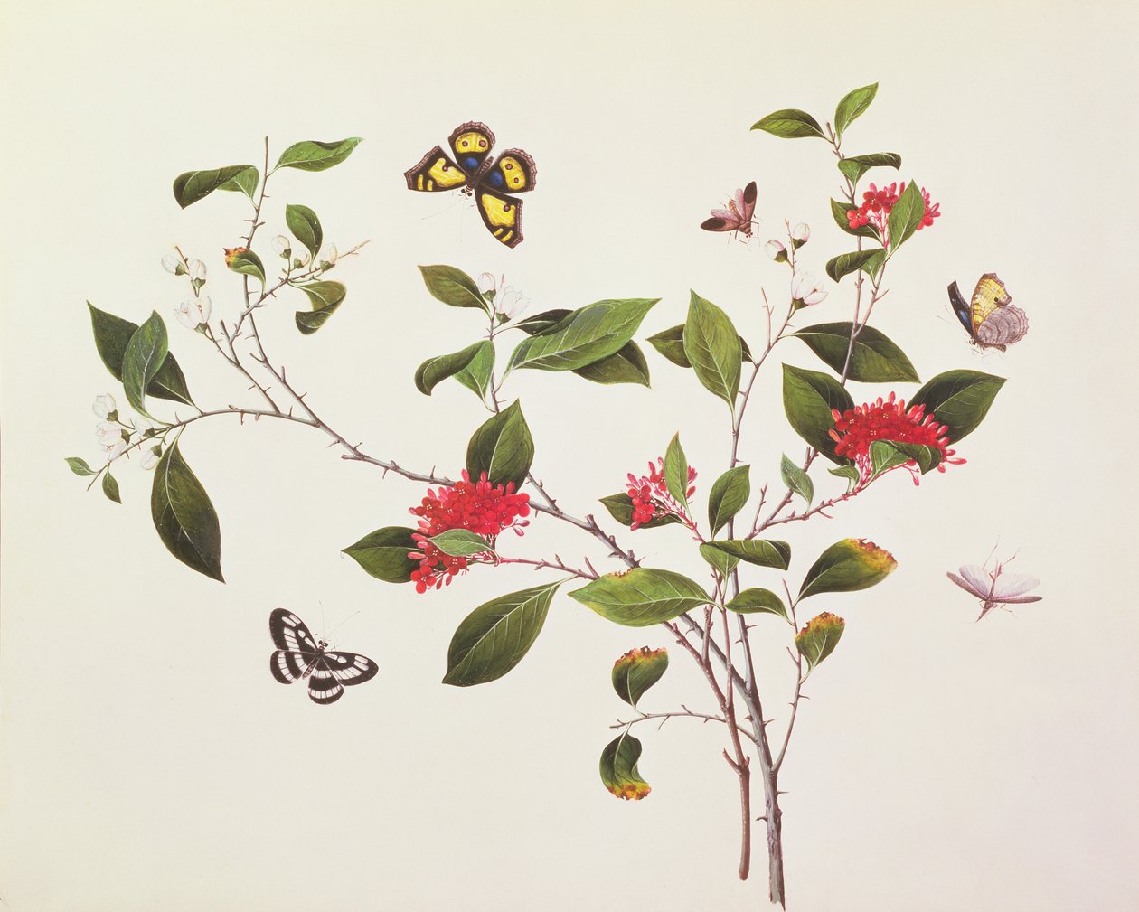 Plantstudie med fjärilar och insekter, c.1800 av Chinese School