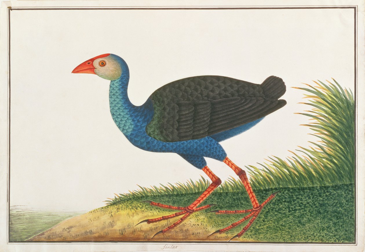 Purple Swamphen, från Drawings of Birds from Malacca, c.1805-18 (wc på papper) av Chinese School