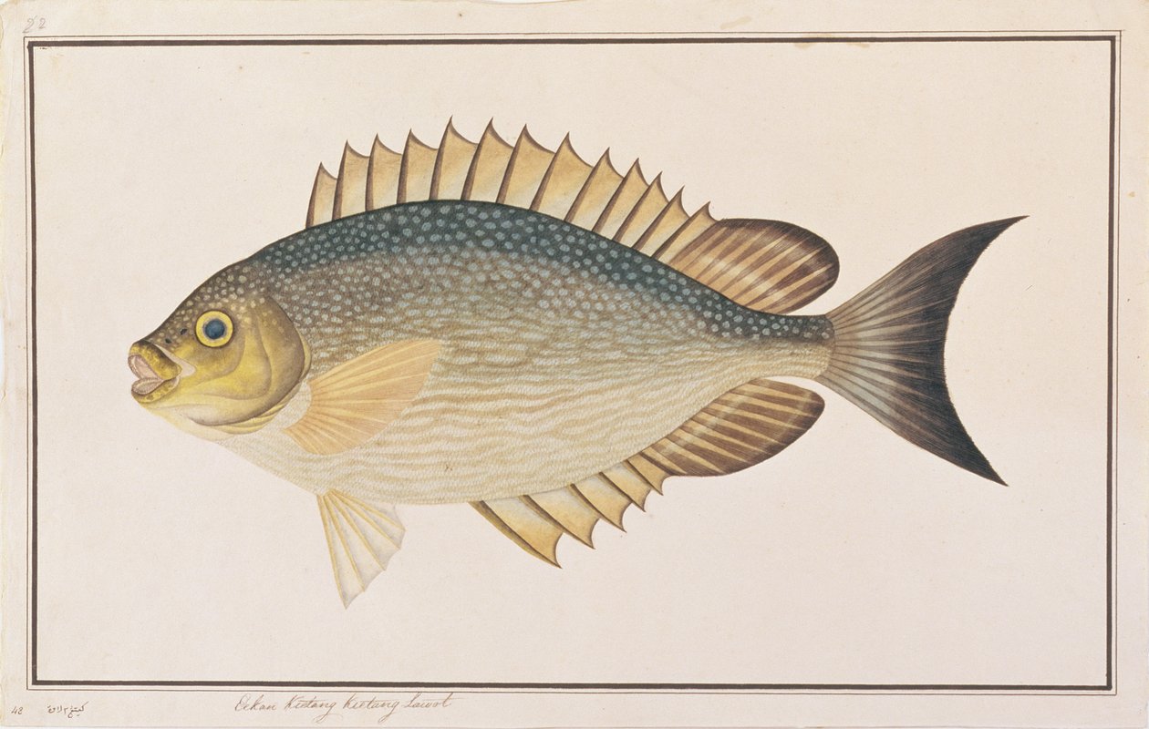 Rabbitfish, från Drawings of Fishes from Malacca, c.1805-18 (wc på papper) av Chinese School
