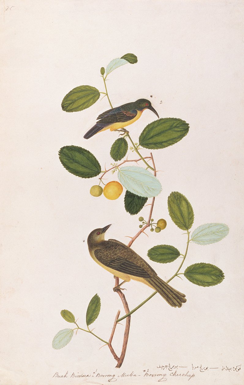 Rödstrupig solfågel och rödögd bulbul, från teckningar av fåglar från Malacka, c.1805-18 (wc på papper) av Chinese School
