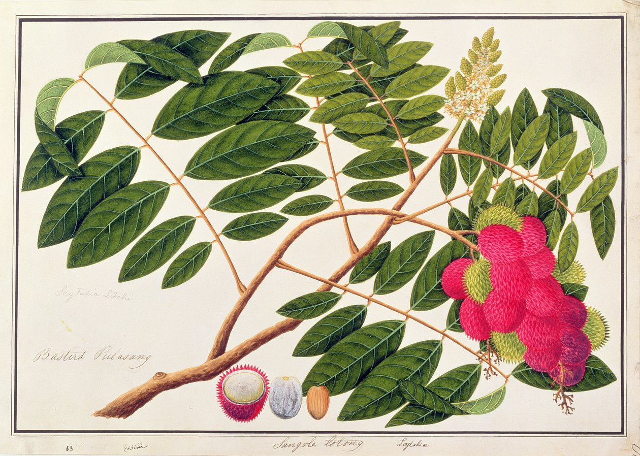 Sangole latong, från Drawings of Plants from Malacca, c.1805-18 (wc på papper) av Chinese School