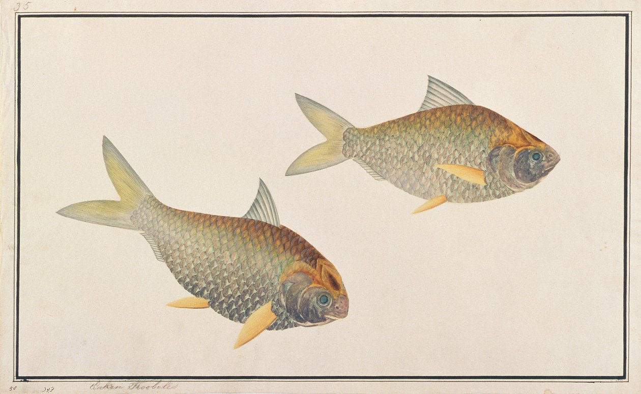 Shad, från Drawings of Fishes from Malacca, c.1805-18 (wc på papper) av Chinese School