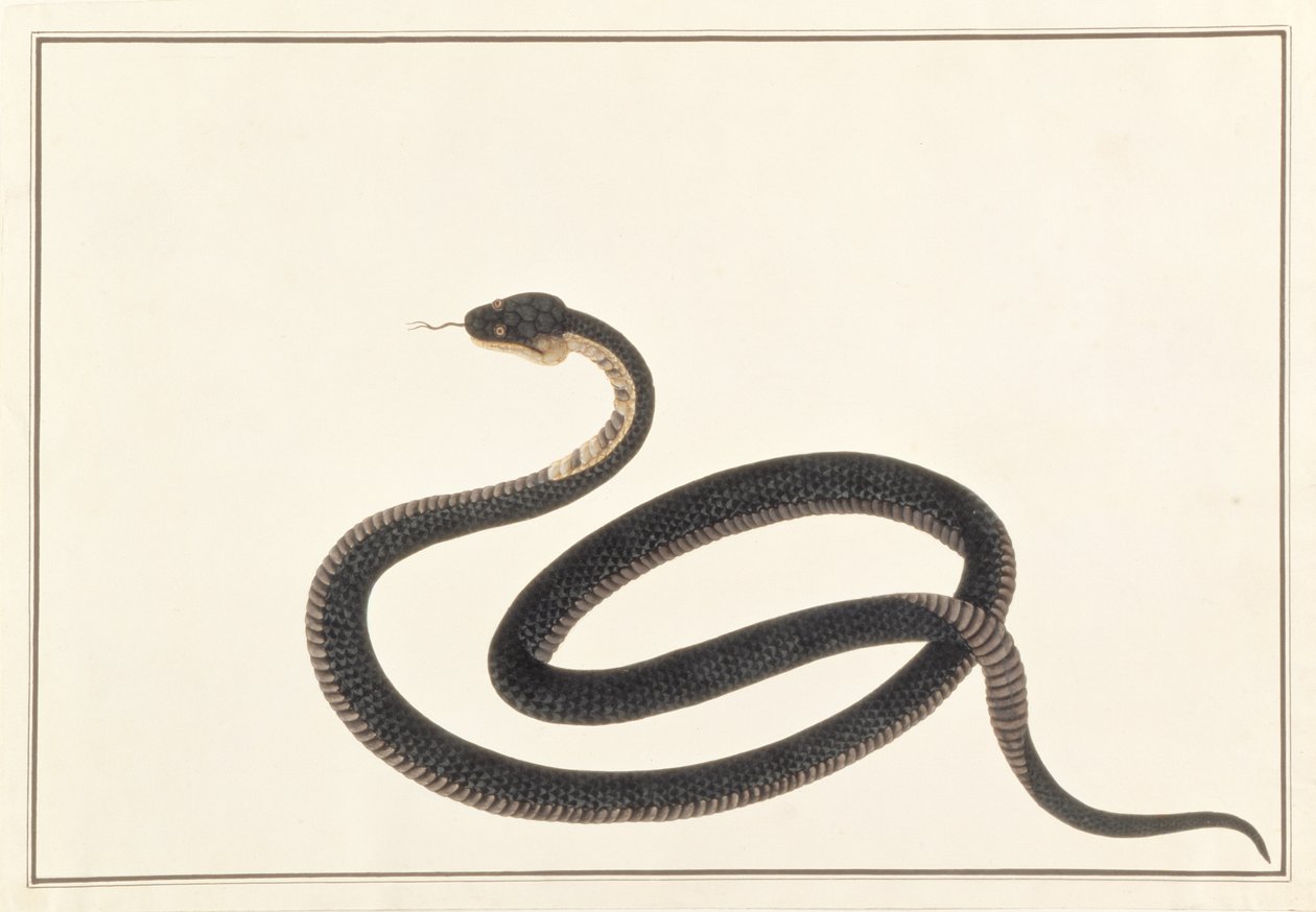 Orm, från teckningar av djur, insekter och reptiler från Malacka, ca 1805-18 (gouache och wc på papper) av Chinese School