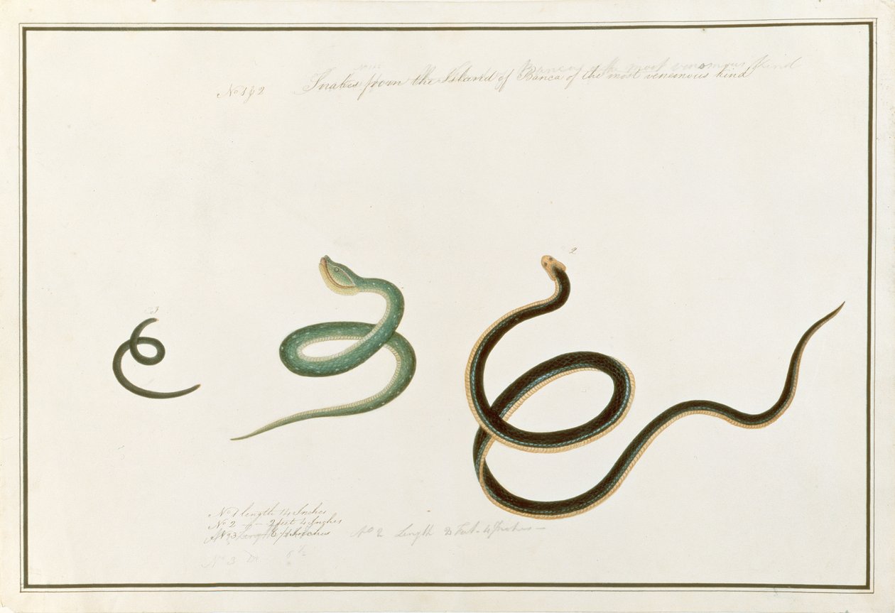 Ormar bildar ön Banca av det giftigaste slaget, av teckningar av djur, insekter och reptiler från Malacka, ca 1805-18 (wc och gouache på papper) av Chinese School