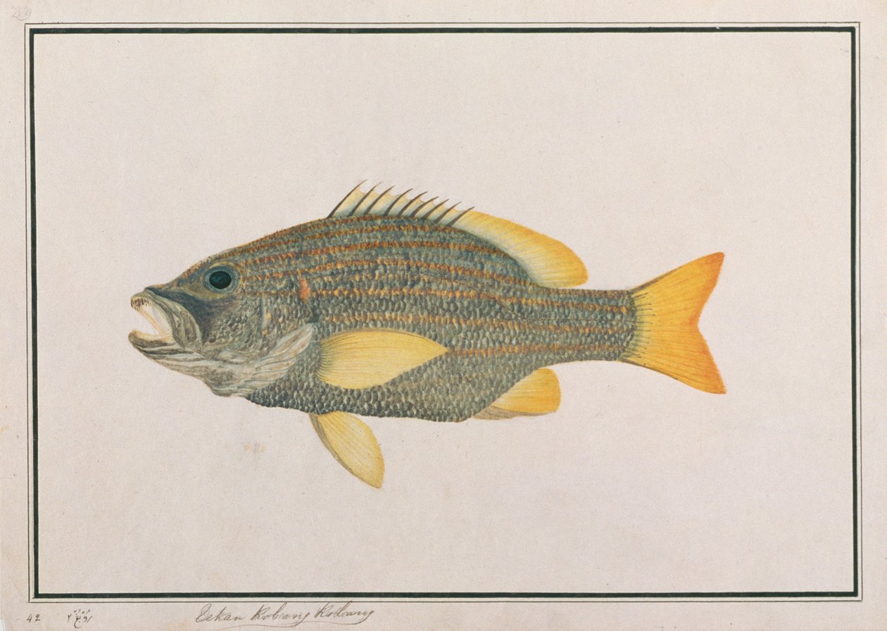 Spansk flaggsnapper, från teckningar av fiskar från Malacka, ca 1805-18 (wc på papper) av Chinese School
