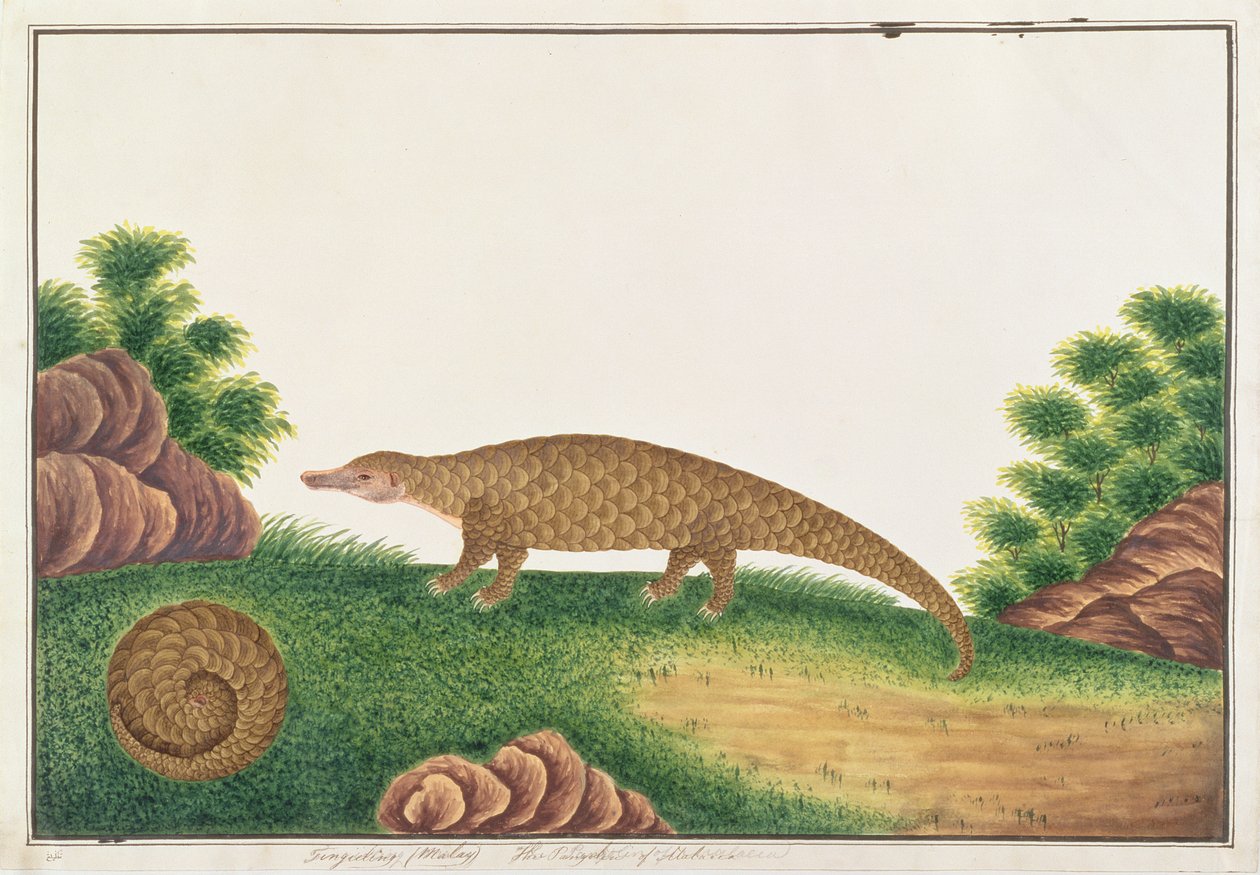 Sunda Pangolin, från Drawings of Animals, Insects and Reptiles from Malacca, c.1805-18 (wc & gouache på papper) av Chinese School
