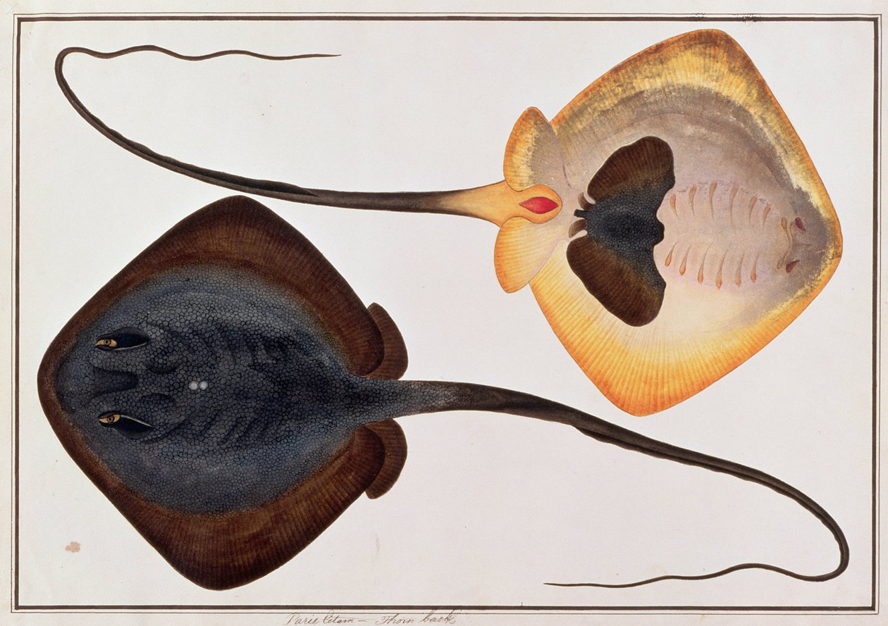 Thorn Back Fish, Parie Eetam, från Drawings of Fishes from Malacca, c.1805-18 (wc på papper) av Chinese School
