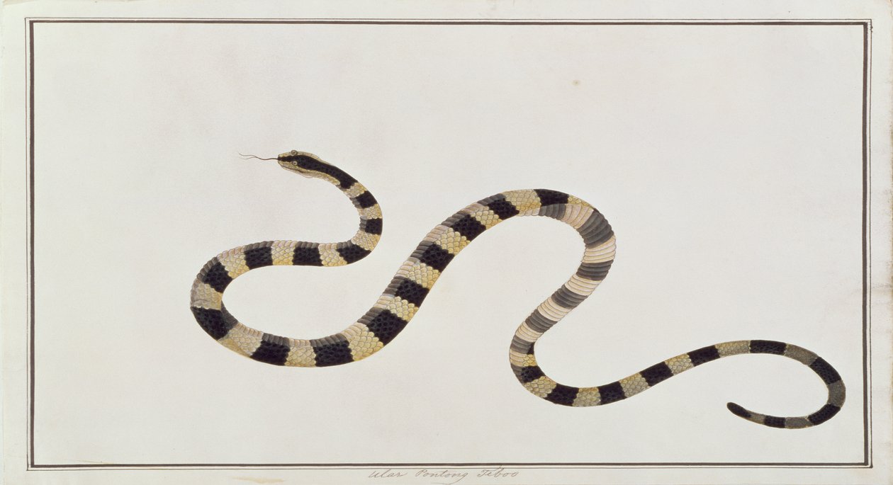 Ular Pontong Teboo, från Drawings of Animals, Insects and Reptiles from Malacca, c.1805-18 (wc och gouache på papper) av Chinese School