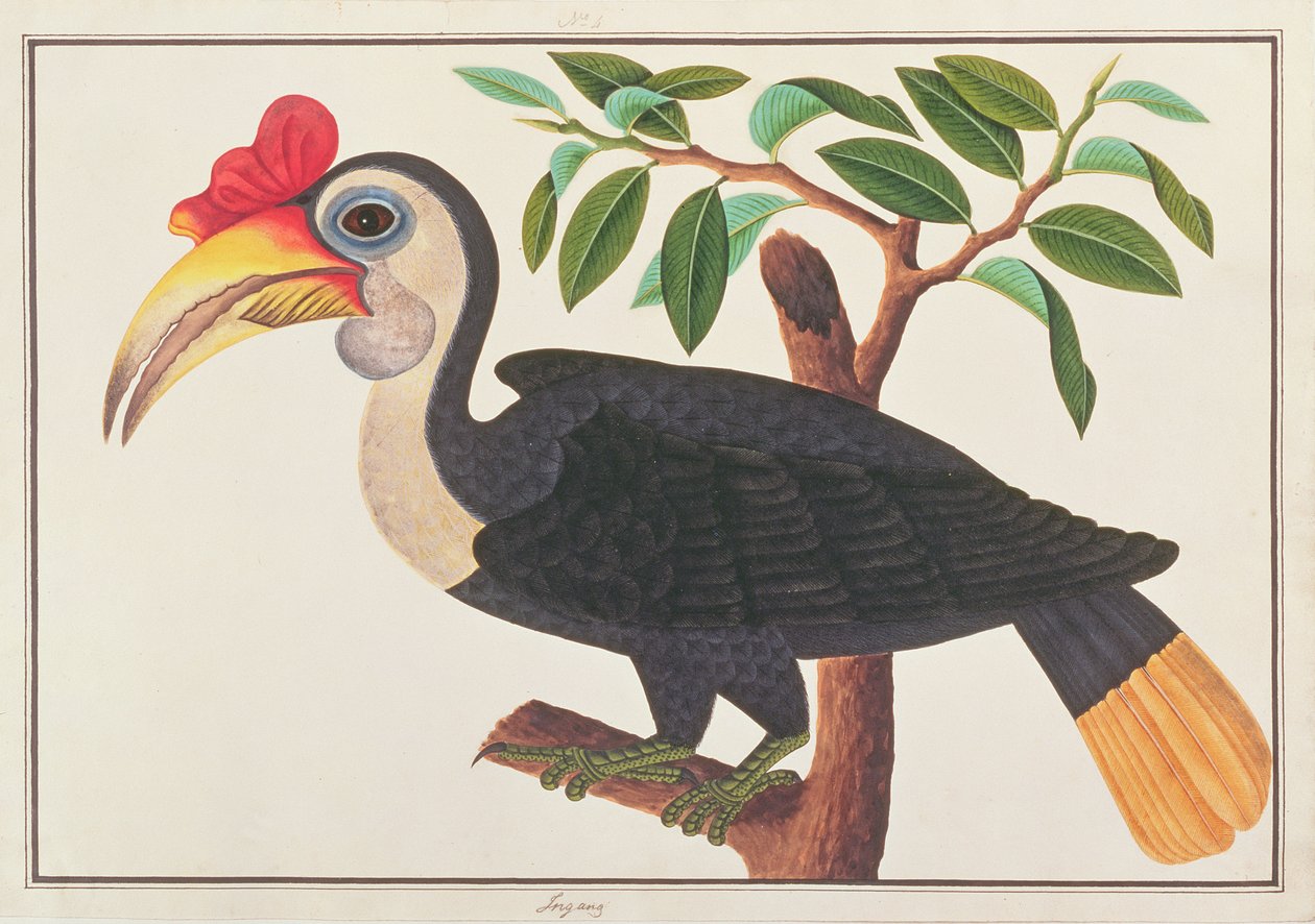 Skrynklig näshornsfågel, från teckningar av fåglar från Malacka, ca 1805-18 (wc på papper) av Chinese School