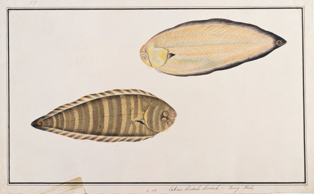 Zebra Sole, från Drawings of Fishes from Malacca, c.1805-18 (wc på papper) av Chinese School