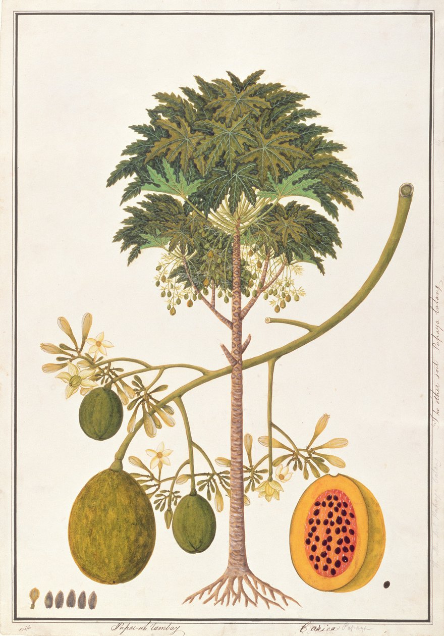 dapai-ah Tambay eller Carica, från Drawings of Plants from Malacca, c.1805-18 (wc på papper) av Chinese School