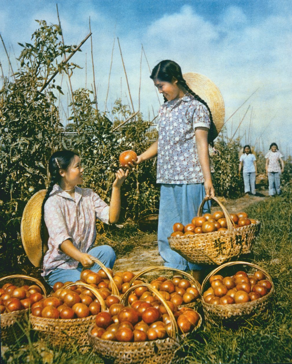 Kinesisk livsmedelsproduktion: mogna tomater av Chinese Photographer