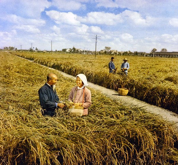 Glädje över en rejäl skörd, kommunistiska Kina av Chinese Photographer