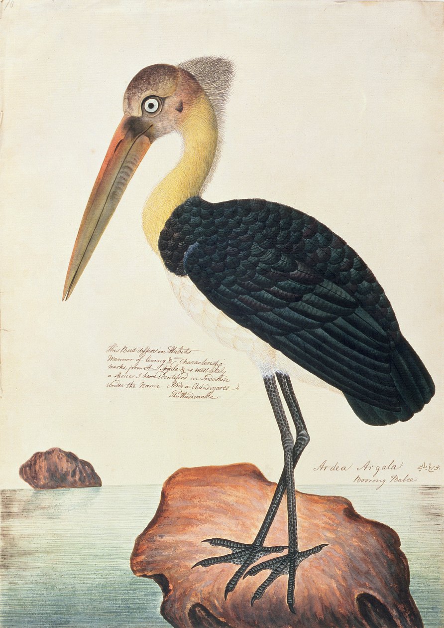 Ardea Argala, från Drawings of Birds from Malacca, c.1805-18 (wc på papper) av Chinese School