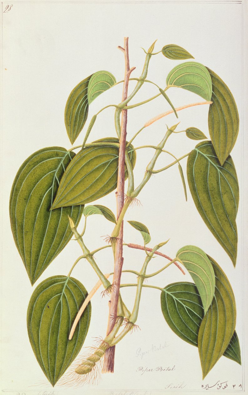 Betel Leaf, från Fifty-Five Drawings of Medicinal Plants of Malacca, Volym 1, c.1805-18 (wc på papper) av Chinese School