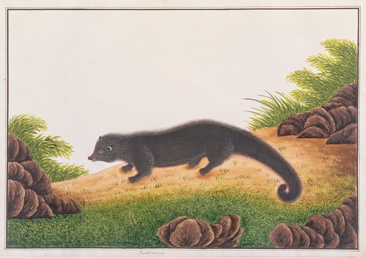 Binturong, från teckningar av djur, insekter och reptiler från Malacka, c.1805-18 (wc & gouache på papper) av Chinese School