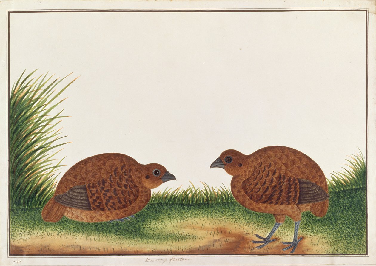 Black Partridge, från Drawings of Birds from Malacca, c.1805-18 (wc på papper) av Chinese School