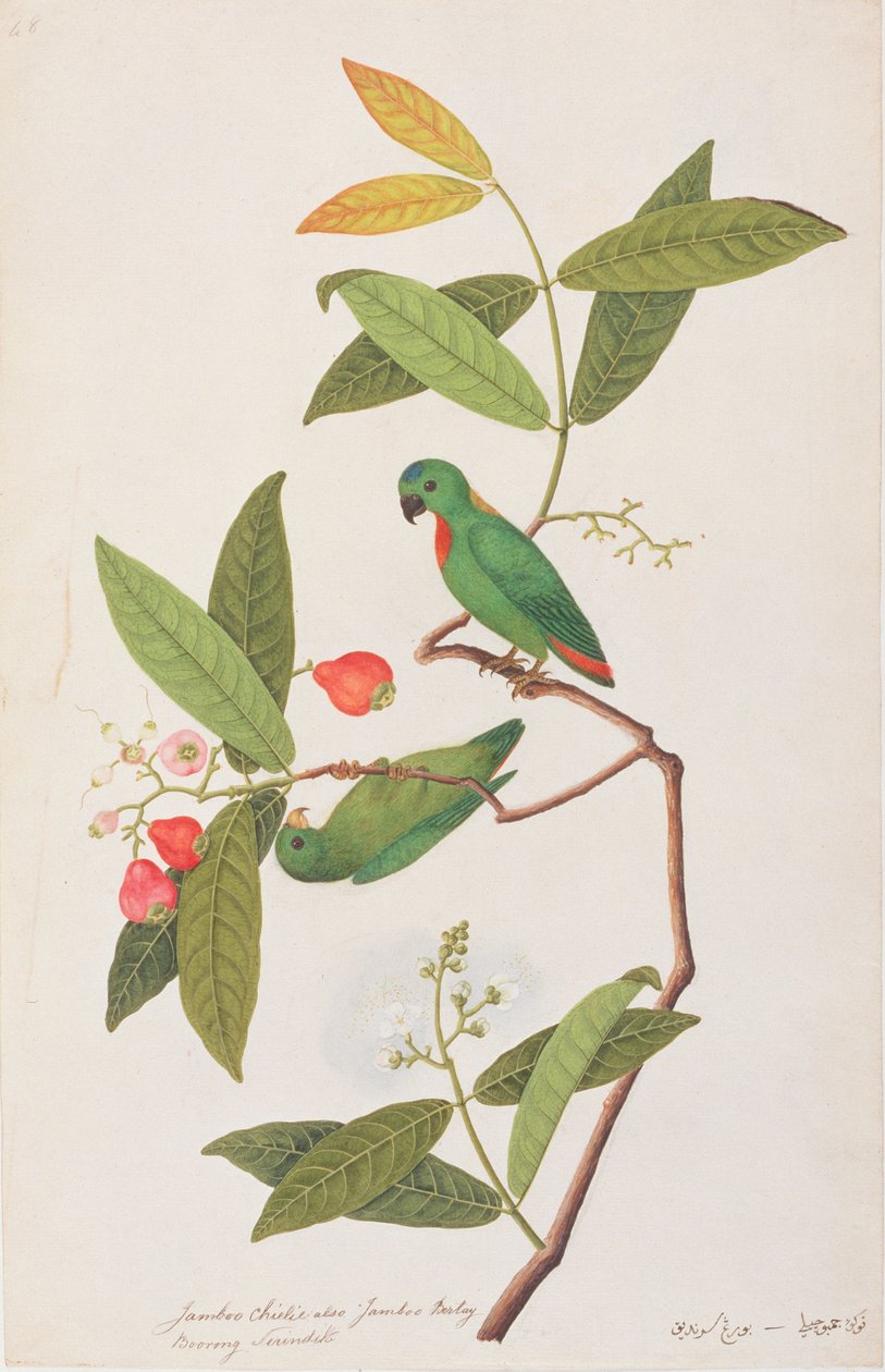 Blåkrönt hängande papegoja, från teckningar av fåglar från Malacka, c.1805-18 (wc på papper) av Chinese School