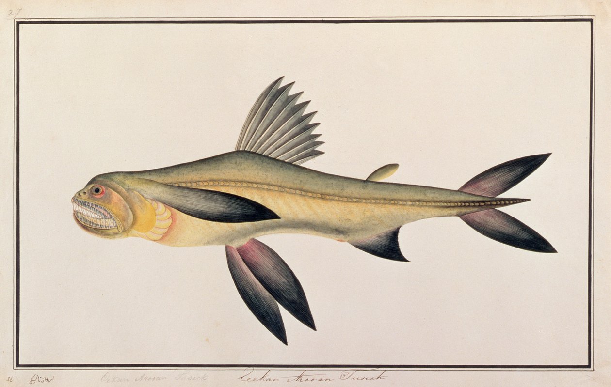 Bombay Duck, från Drawings of Fishes from Malacca, c.1805-18 (wc på papper) av Chinese School