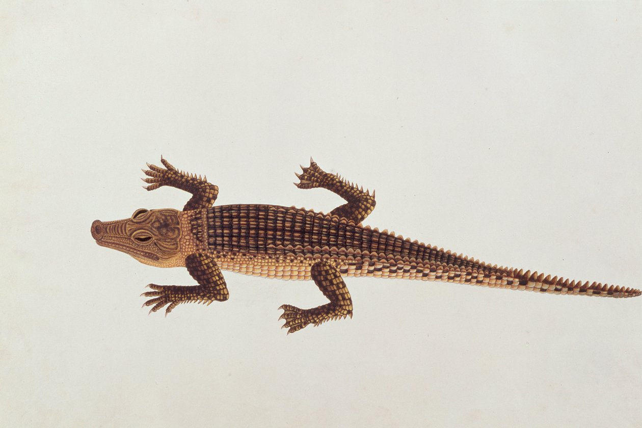Boo-ay-ah Alligator, från teckningar av djur, insekter och reptiler från Malacka, c.1805-18 (wc och gouache på papper) av Chinese School