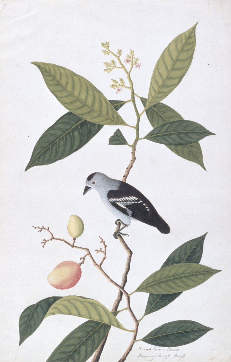 Booah Nawa Hawa, från Drawings of Birds from Malacca, c.1805-18 (wc på papper) av Chinese School