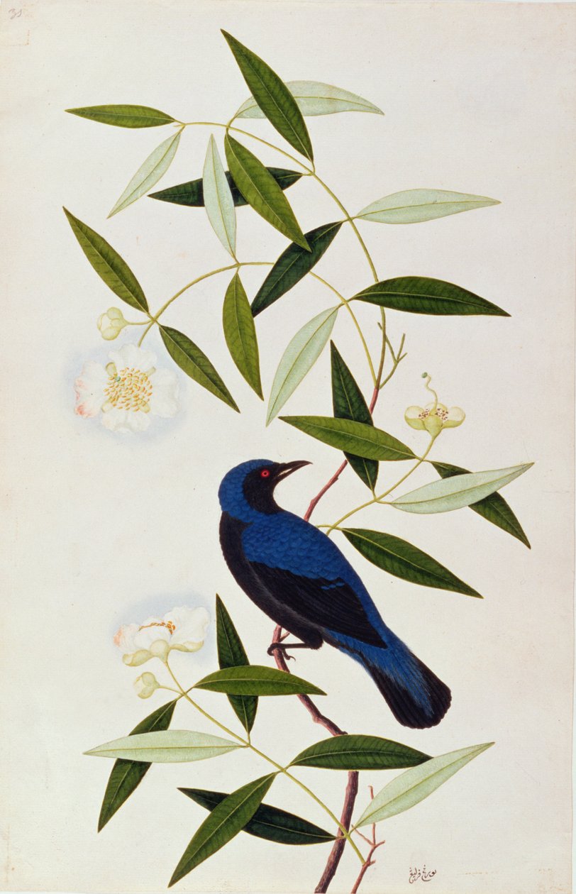 Boorah Farleeh, från Drawings of Birds from Malacca, c.1805-18 (wc på papper) av Chinese School