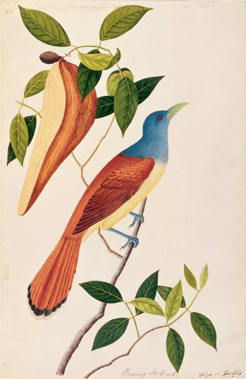 Boorong Seli-ah, från Drawings of Birds from Malacca, c.1805-18 (wc på papper) av Chinese School