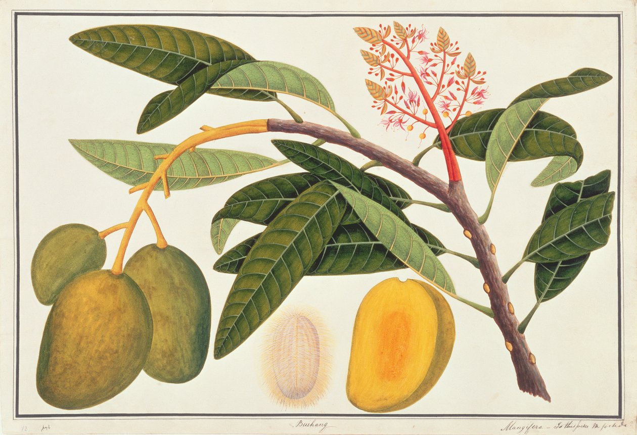 Buihang Mangifera, från Drawings of Plants from Malacca, c.1805-18 (wc på papper) av Chinese School