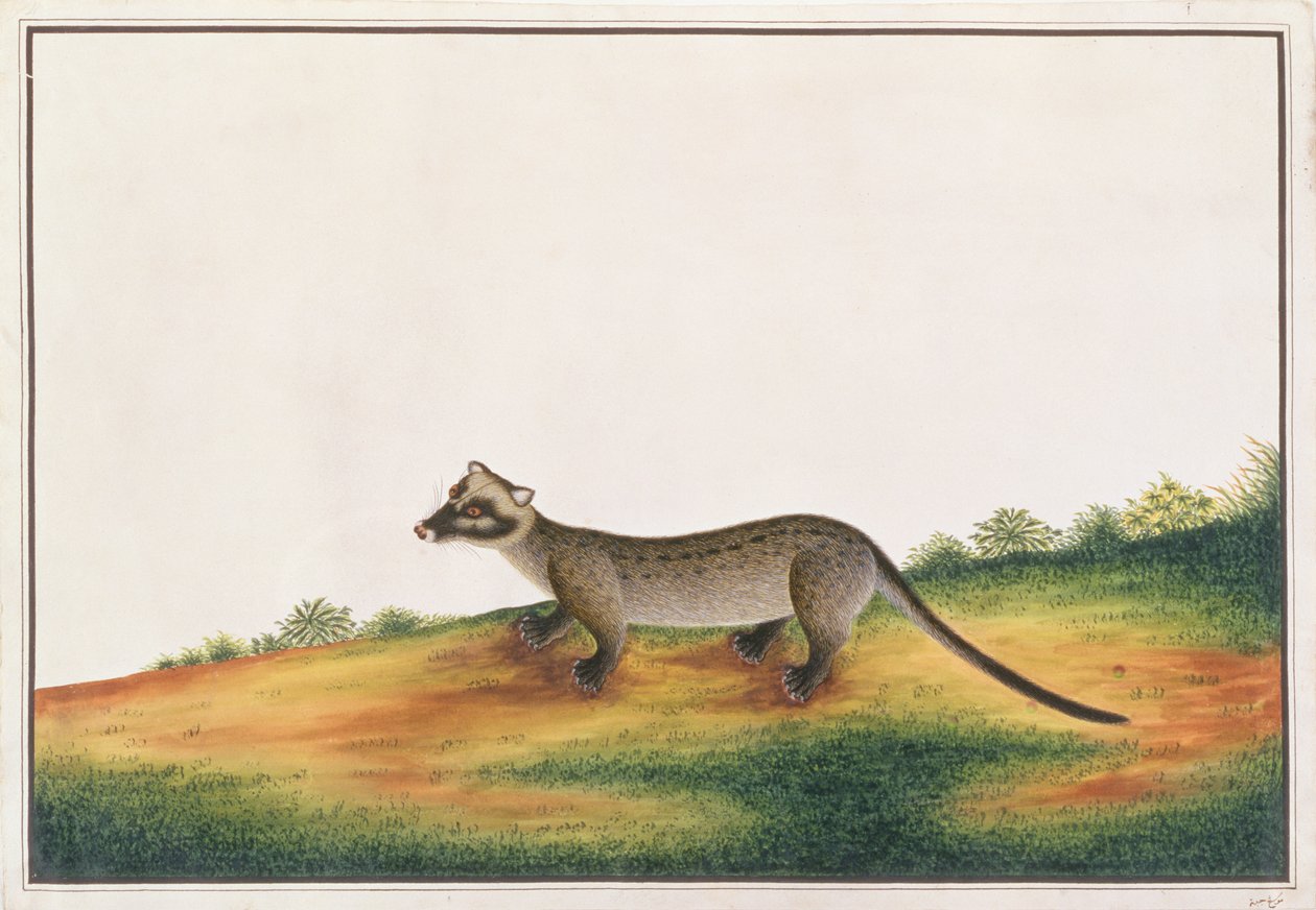 Common Palm Civet, från teckningar av djur, insekter och reptiler från Malacka, c.1805-18 (gouache och wc på papper) av Chinese School