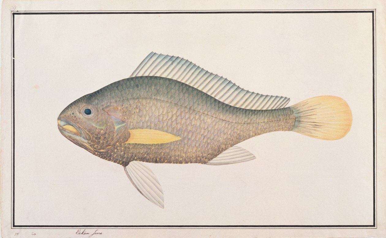 Croaker, från Drawings of Fishes from Malacca, c.1805-18 (wc på papper) av Chinese School